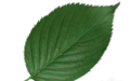 Speedtree破解版_Speedtree v8.4 Modeler已激活(三维树木建模)